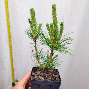 May include: A small pine tree in a black plastic pot. The tree has green needles and new growth at the tips. The pot is filled with mulch. A yellow measuring tape is in the background.