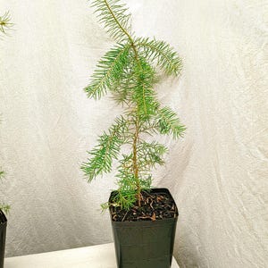 Live Native Christmas Tree. Rocky Mountain Douglas-fir well rooted tree in nursery pot. Pseudotsuga menziesii. Holiday Seedling Sapling.