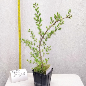 May include: A small potted tree with green needles and a brown trunk. The tree is in a black square pot. A yellow measuring tape is to the left of the tree. A white tag with the text "Photos Taken Spring 26" is in front of the pot.