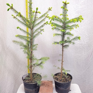 May include: Two small evergreen trees in black pots, with vibrant green new growth. A yellow measuring tape stands next to one tree. A small brick and a label that reads "Photos Taken Spring 2026" are in front of the trees.