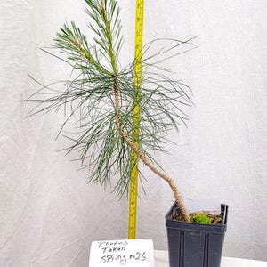 May include: A small bonsai pine tree in a black plastic pot. The tree has long, green needles and a curved trunk. A yellow measuring tape is next to the tree. A white label reads "Photos Taken Spring 2026."
