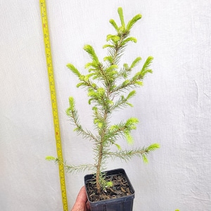May include: A small evergreen tree in a black square pot. The tree has bright green new growth and a brown trunk. A yellow measuring tape is next to the tree. The tree is approximately 30 inches tall.