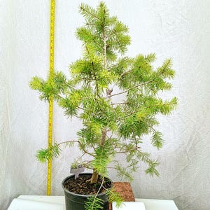 This Exact Christmas Tree- Live Rocky Mountain Douglas-fir Christmas Tree. (Pseudotsuga menziesii) Evergreen Conifer - Tag #102652
