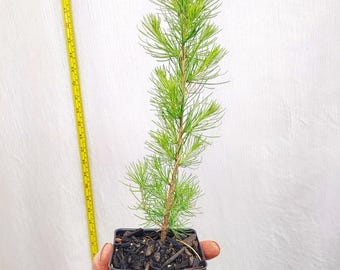 Western Larch tree in small nursery pot. Larix occidentalis. Western Tamarack. Mountain Larch. Montana Larch. Landscape ready. Live.