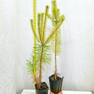 May include: Two young pine saplings in black plastic square pots, positioned next to a yellow measuring tape showing a height of approximately 24 inches. A white card in front displays the handwritten text: Photo Taken Sept. 2026.