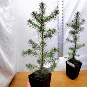 Norway Spruce 2 year old tree in nursery pot. Picea abies. Live Tree Ready for Landscape.