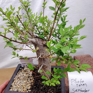 ACTUAL TREE PICTURED Tag #092595 Ulmus Elm live bonsai trained tree in a nursery pot.