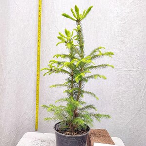 May include: A small evergreen tree in a black pot, with bright green needles and new growth. A yellow measuring tape stands next to the tree. A small brick and a label that says "Photos Taken Spring #26" are also present.