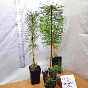 May include: Two young pine saplings in black plastic nursery pots. A vertical ruler shows the height in inches, with the taller plant reaching approximately 18 inches. A white note reads "Photo Taken September 2025" next to the pots.