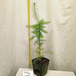 Douglas-fir 2 year old Live Tree in Nursery Pot. Landscape Ready. Pseudotsuga Menziesii. Fresh Real Rocky Mountain Evergreen Conifer Tree.