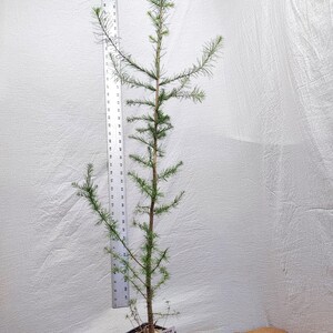 Tamarack pre bonsai tree Larix laricina. Eastern American Larch. ACTUAL TREE PICTURED. Live. Tag #092559