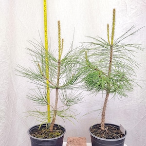 May include: Two young pine trees in black plastic pots. The trees have long, thin green needles and are approximately 18 inches tall. A yellow measuring tape is visible in the background. A small white sign reads "Photos Taken Spring 26".