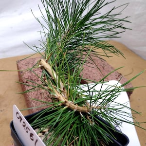 Japanese Black Pine Bonsai Tree: Pinus Thunbergii, Tag #092561. Actual Tree Pictured