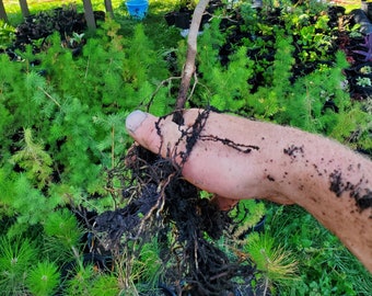 Pre Bonsai Douglas-fir Tree. Pseudotsuga Menziesii. Rocky Mountain. Live well rooted in gallon nursery pot.