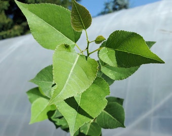 Bare Root Quaking Aspen. 1 year old. Populus Tremuloides. Live tree for landscape or bonsai.