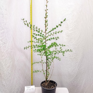 May include: A young, potted tree with vibrant green needles and slender branches. The tree is in a black plastic pot, and a yellow measuring tape stands beside it. A small white sign reads "Potted Taken Spring #26".