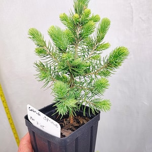 May include: A small Colorado Spruce tree in a black square pot. The tree has vibrant green needles and a label that reads "Colorado Spruce". The tree is held by a person.