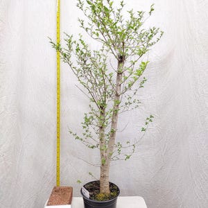 May include: A small potted tree with a slender trunk and green leaves. The tree is in a black pot and sits on a white surface. A yellow measuring tape is next to the tree. The text "Photos Taken Spring #26" is visible.