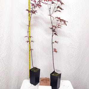 May include: Two young Japanese maple trees with red leaves in black square pots. A yellow measuring tape is next to one tree. A small brick and a white label with handwritten text are in front of the pots.