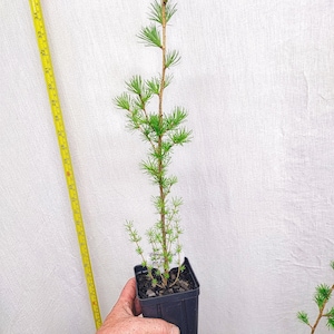 May include: A young conifer tree in a black square pot, held by a hand. The tree has a slender trunk with vibrant green needles. A yellow measuring tape is visible in the background, indicating the tree's height. The pot is approximately 4 inches wide.