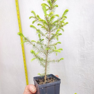 May include: A small evergreen tree in a square black pot. The tree has bright green needles and a slender brown trunk. A yellow measuring tape is next to the tree. The tree is approximately 3 feet tall.