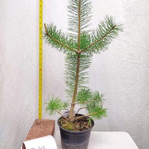 May include: A small pine tree in a black plastic pot. The tree has green needles and a brown trunk and branches. A yellow measuring tape is next to the tree. A brick and a label with the text "Photos Taken Spring 26" are also in the image.