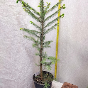 May include: A young evergreen tree in a black pot, with vibrant green needles and new growth. A yellow measuring tape stands next to the tree. The tree is approximately 30 inches tall.
