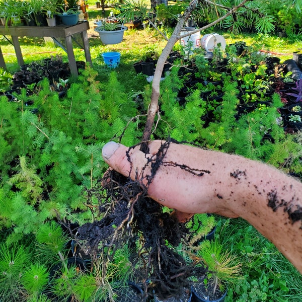 Pre Bonsai Douglas-fir Tree. Pseudotsuga Menziesii. Rocky Mountain. Live well rooted in gallon nursery pot.