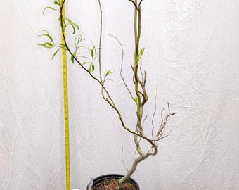 Weeping Corkscrew Willow pre bonsai in nursery pot. ACTUAL TREE PICTURED. Tag #042614. Salix matsudana tortuosa tree. Contorted. Curly.