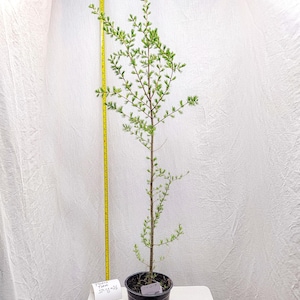 May include: A young tree in a black pot, with green leaves and a slender brown trunk. A yellow measuring tape is positioned next to the tree. A small white tag with text is visible. The tree is approximately 36 inches tall.
