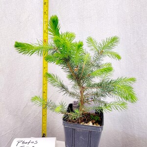 Blue Spruce Christmas tree. Tag # 092571 ACTUAL TREE PICTURED. Picea pungens. Live