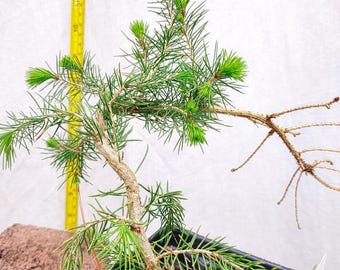 dracaena hawaiian plant Dracaena Hawaiian Sunshine - Live Plant in an 10 Inch Growers Pot