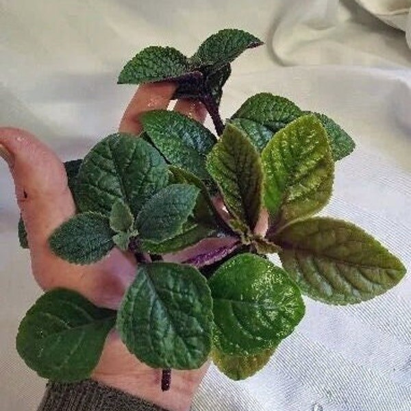 Swedish Ivy/ Begonia 4x Fresh Unrooted Plant Cuttings Ready For Propagation. Creeping Charlie. Pilea Oertendahlii. Free Shipping.