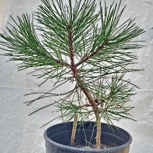 Pacific Ponderosa Pine tree pre bonsai or landscaping in nursery pot. Pinus. Western Yellow.