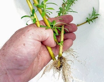 Live Bonsai Ready 3x Rooted Weeping Willow Tree Starter Cuttings. Salix Babylonia. Silver Willow.