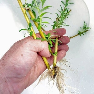 Live Bonsai Ready 3x Rooted Weeping Willow Tree Starter Cuttings. Salix Babylonia. Silver Willow.