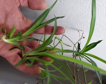 2 Fresh Solid Green Baby Spider Pups. Airplane. Dangler. Ribbon. Ivy. Chlorophytum. House Plant. -Free Shipping