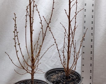 Japanese Larch 2 year old tree in nursery pot. Pre Bonsai or Landscape. Larix Kaempferi. Leptolepis