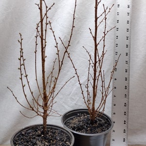 Japanese Larch 2 year old tree in nursery pot. Pre Bonsai or Landscape. Larix kaempferi. leptolepis