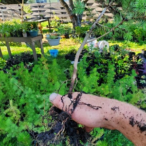 Rocky Mountain Douglas-fir. Pseudotsuga Menziesii. Live in Gallon Nursery Pot Ready for Landscaping, Yard and Christmas Trees. image 6