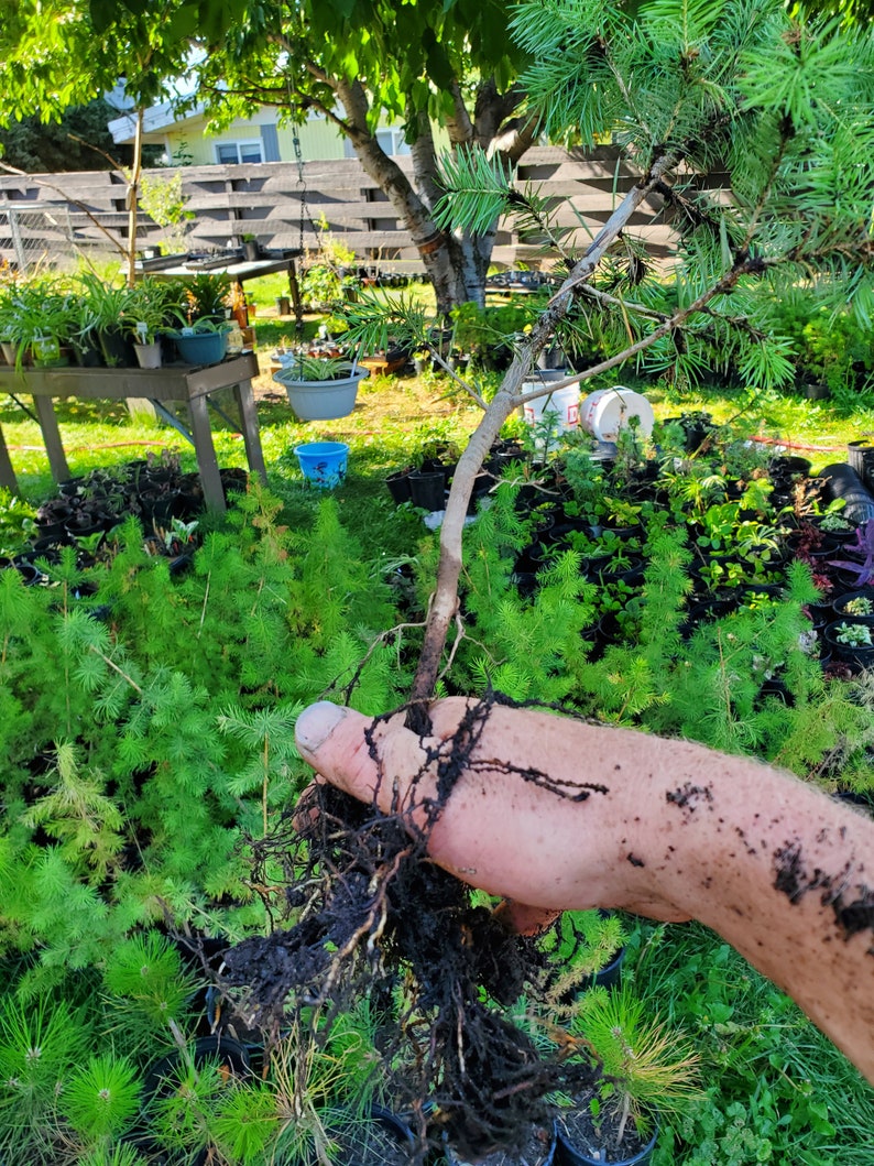 Rocky Mountain Douglas-fir. Pseudotsuga Menziesii. Live in Gallon Nursery Pot Ready for Landscaping, Yard and Christmas Trees. image 6