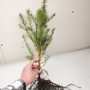 Pre Bonsai Rocky Mountain Douglas-fir Tree.  Bare Root Pseudotsuga menziesii . seedling sapling