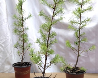 Tamarack Eastern American Larch tree in small nursery pot ready for bonsai or landscape. Larix Laricina. Seedling. Sapling.