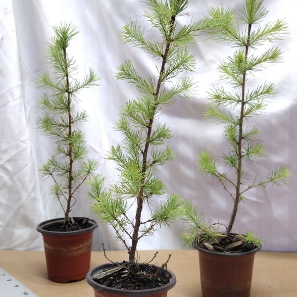 Tamarack Eastern American Larch tree in small nursery pot ready for bonsai or landscape. Larix laricina. Seedling. Sapling.