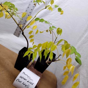 May include: A close-up of a small plant in a black pot with yellow and green leaves. The plant is labeled "Photo taken October 2025 (fall foliage)" on a white label. A ruler is in the background.
