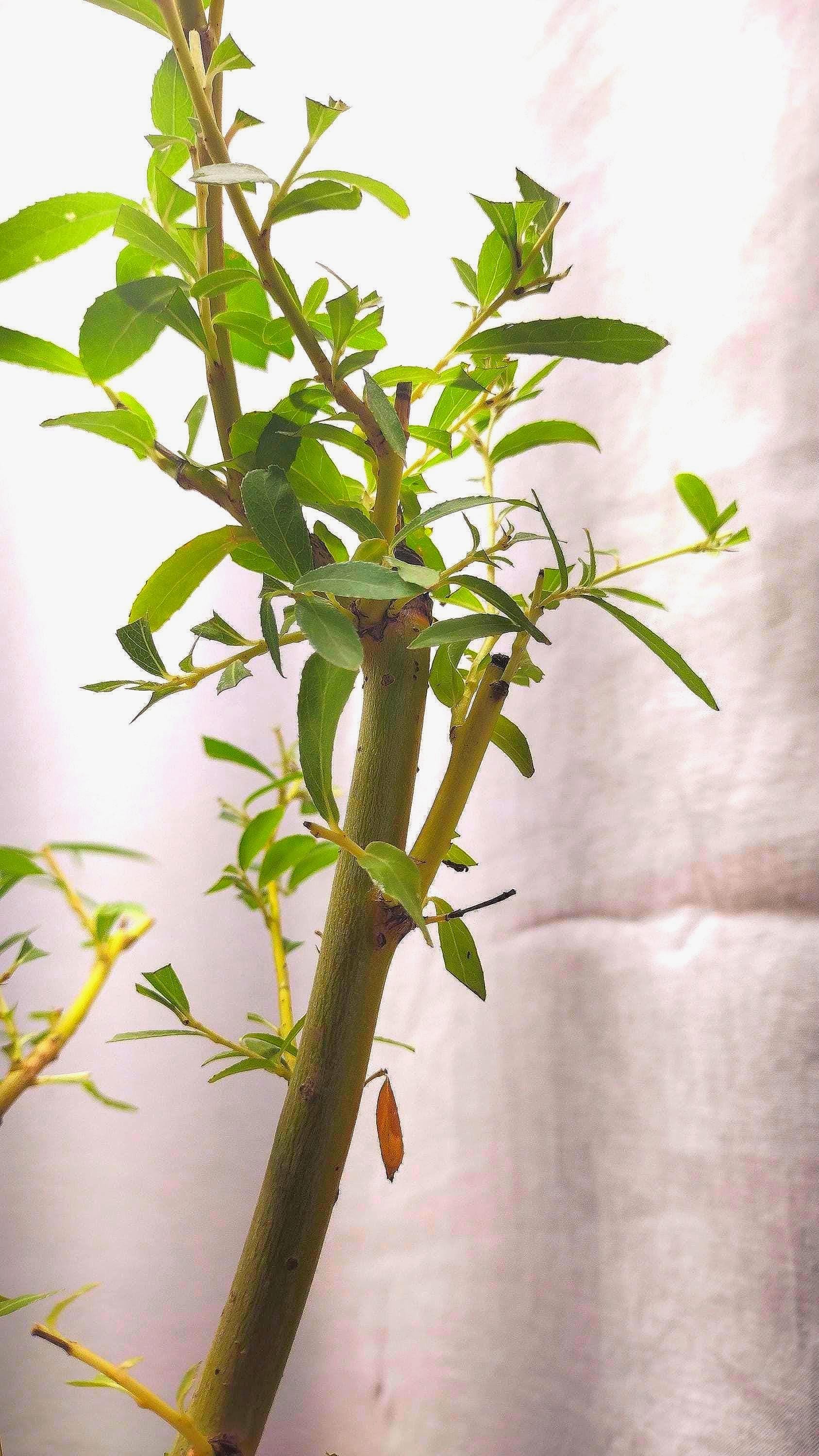 Live Bonsai Ready Salix Babylonica Tree. Weeping Willow. Silver Willow in  Nursery Pot. - Etsy