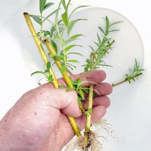 Live Bonsai Ready 3x Rooted Weeping Willow Tree Starter Cuttings. Salix babylonia. Silver Willow.