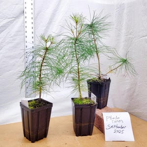 Live Eastern White Pine 3 year old tree in nursery pot. Pinus strobus. Landscape Ready.