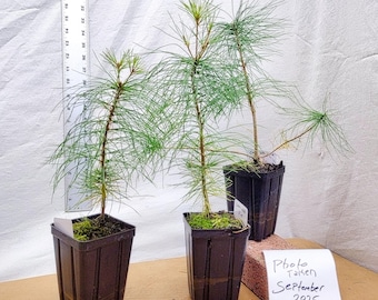 Live Eastern White Pine 3 year old tree in nursery pot. Pinus strobus. Landscape Ready.