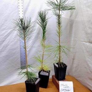 Japanese Black Pine 1 year old tree in nursery pot. Pinus thunbergii. Thunbergiana Pine. Green Pine. Landscape or Bonsai Ready